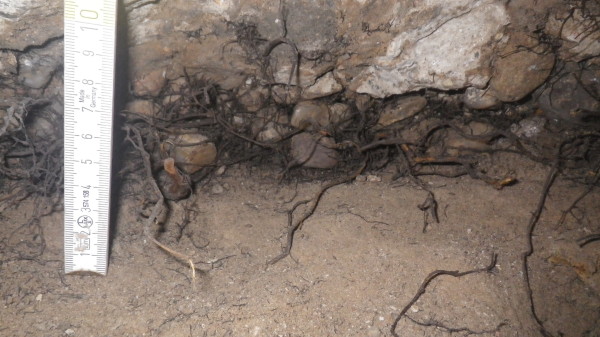 geolog posudek základové spáry, foto poškození kořeny